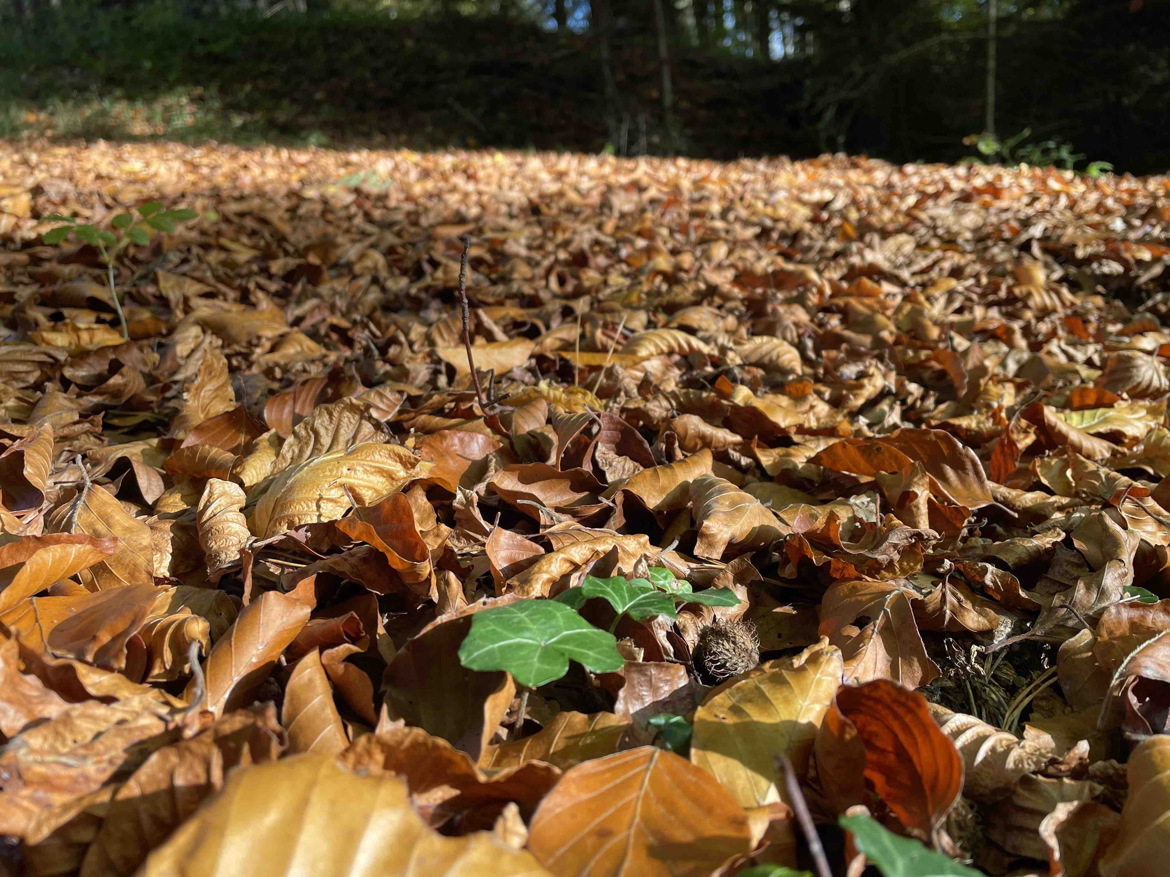 Klosterwald Herbst2022b