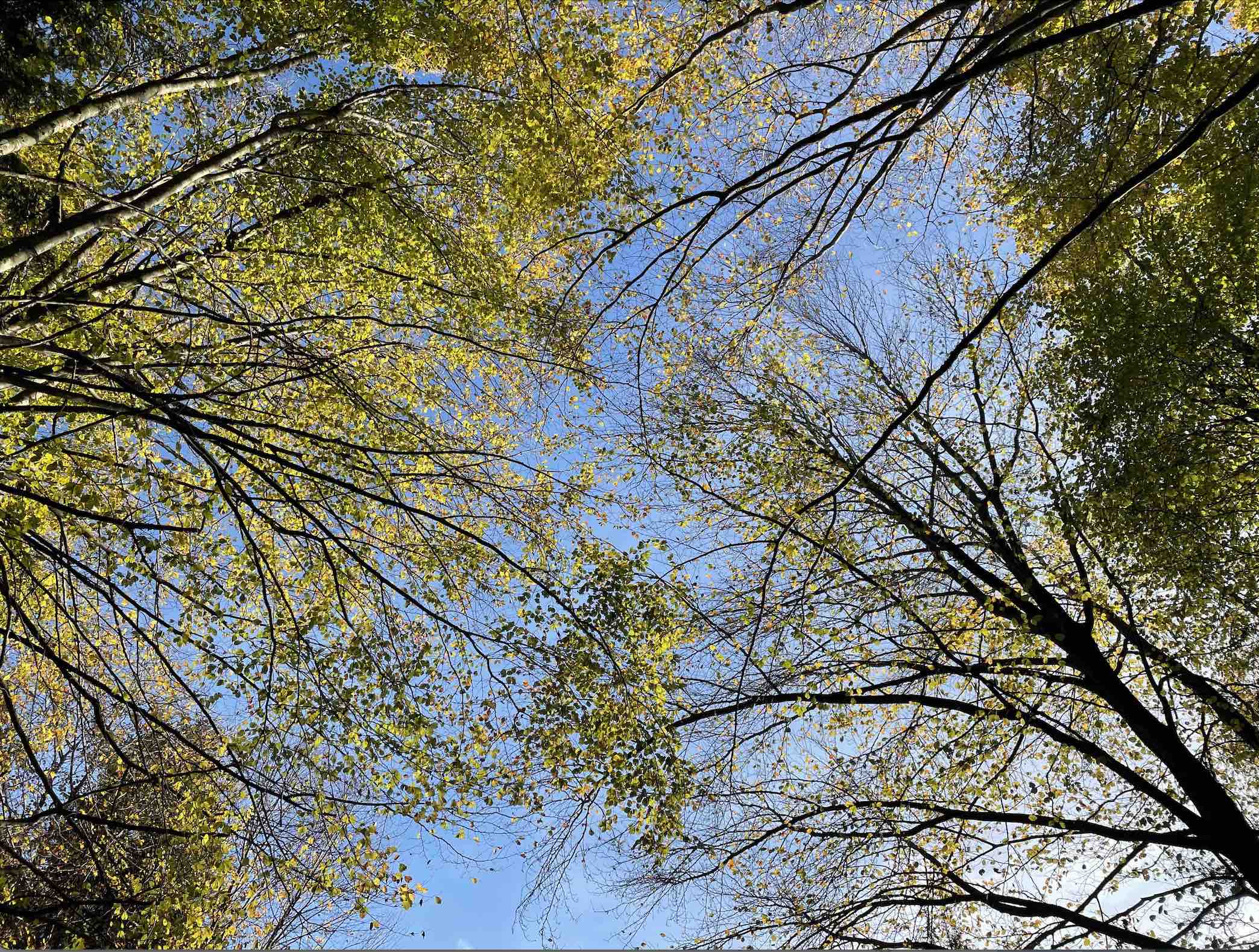 Klosterwald Herbst2022c