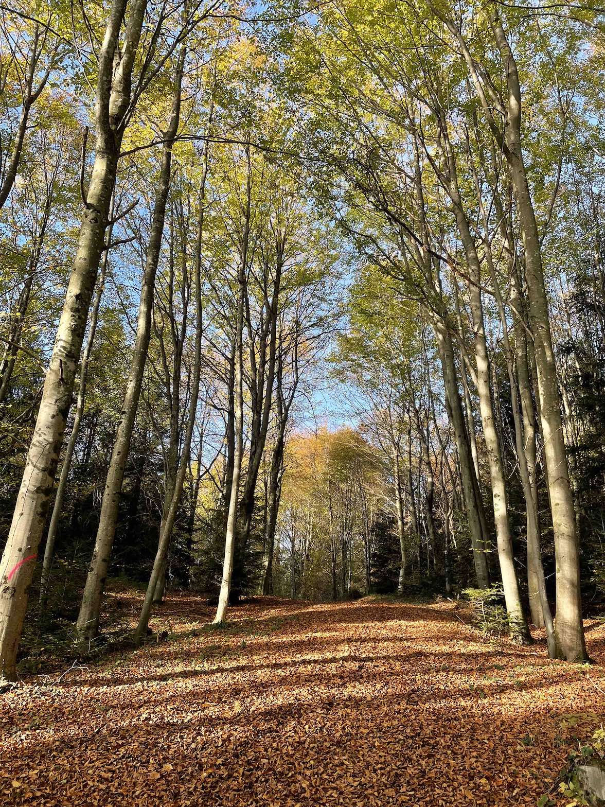 Klosterwald Herbst2022e