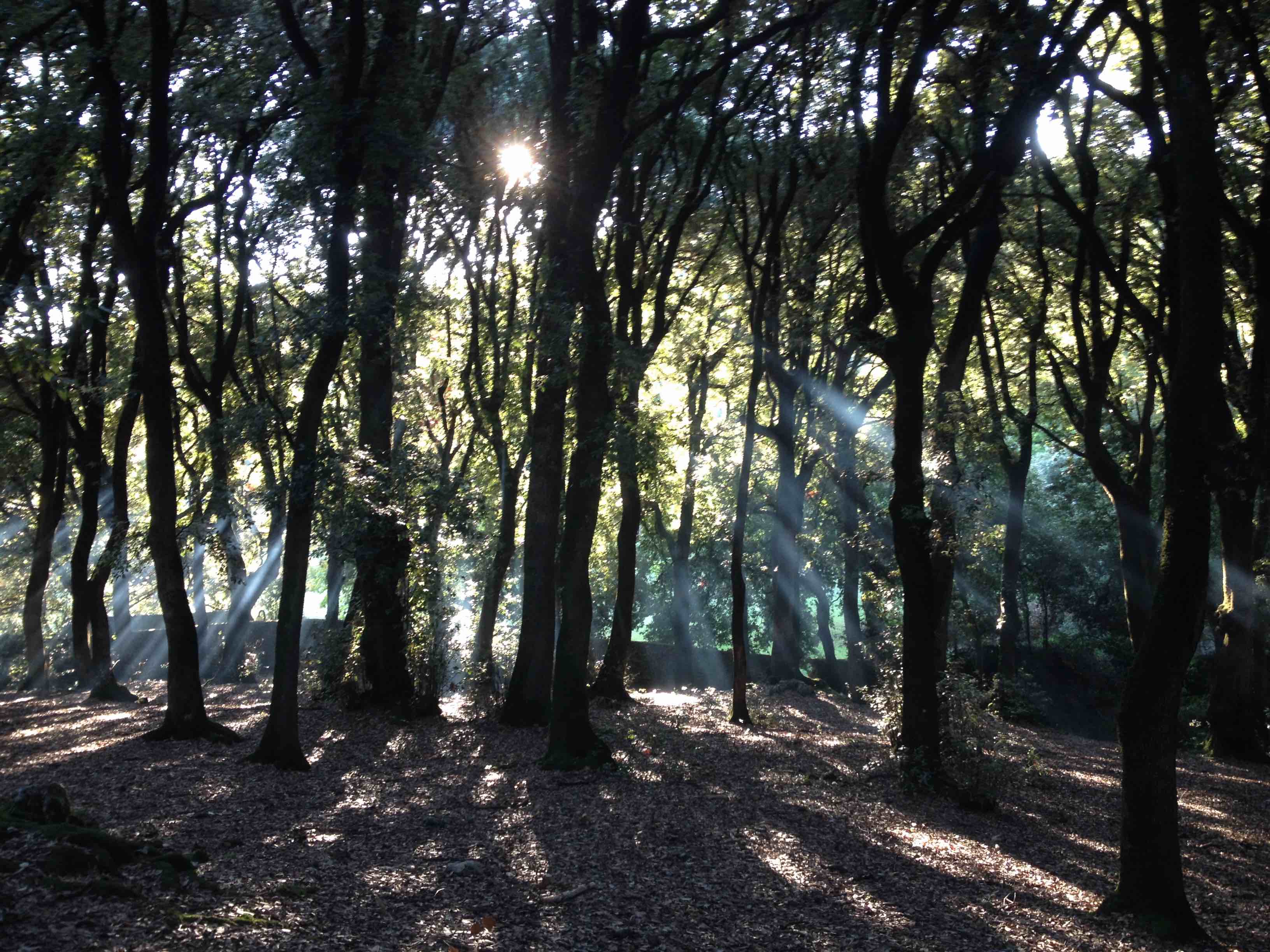 Monteluco2018 Hain23