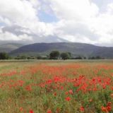 Abruzzen-Velino-Mohnwiese3