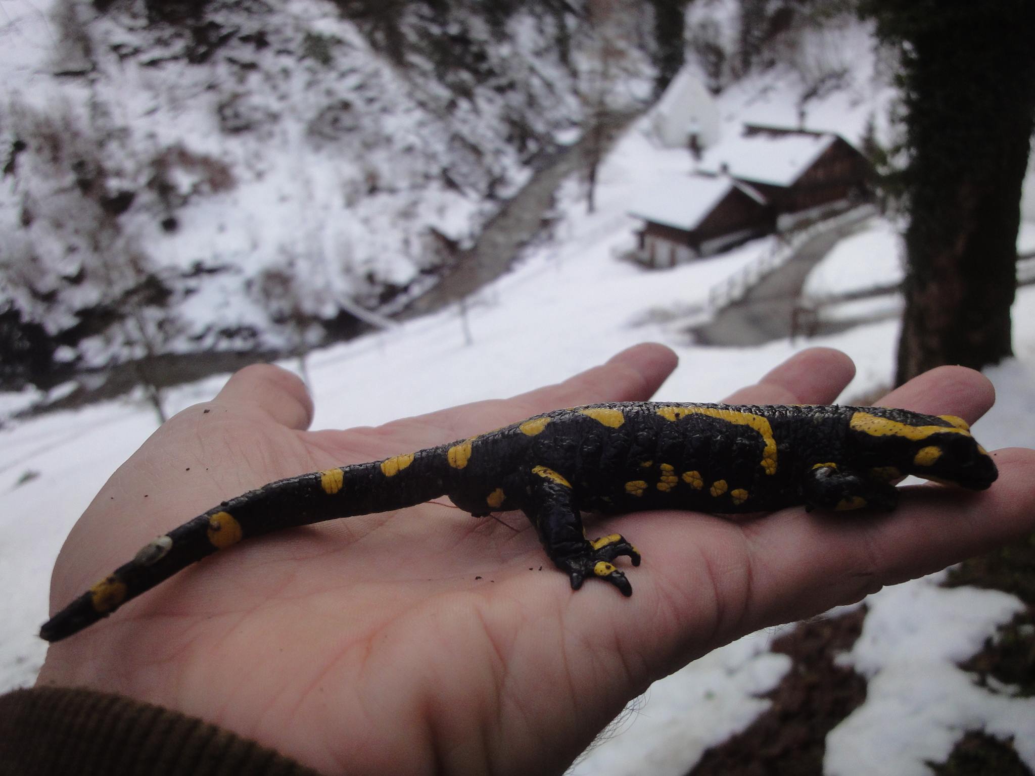 Ranft-Feuersalamander2012Dez